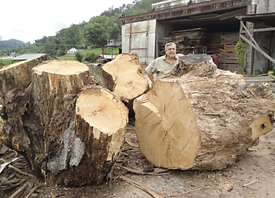 Mapple Burl